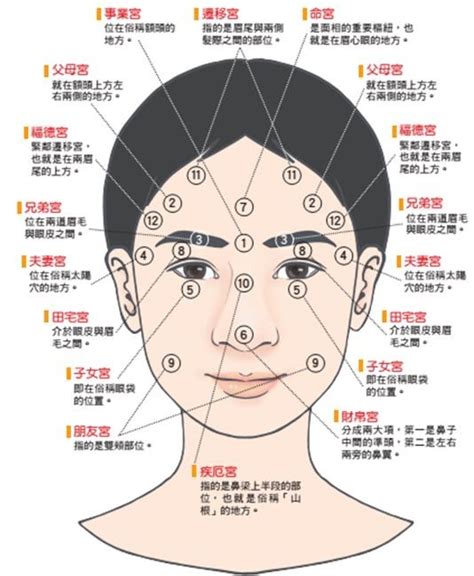 臉部面相|面相